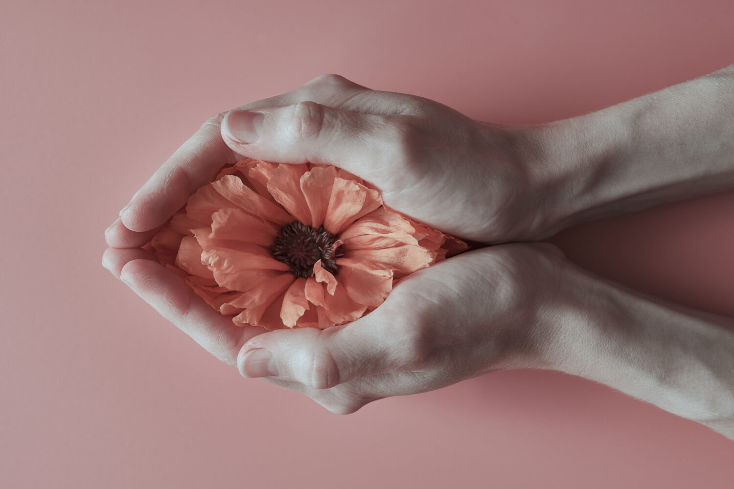 ue mani che avvolgono delicatamente un fiore arancione su sfondo rosa, simbolo di cura e femminilità, in riferimento alla Giornata Mondiale della Menopausa